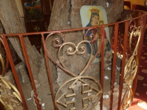 This is a Holy Family Tree at Sarabamoun Monastery, near Dayrut. Coptic tradition says they paused to rest under its shade. The white papers represent the prayers of pilgrims seeking intercession.